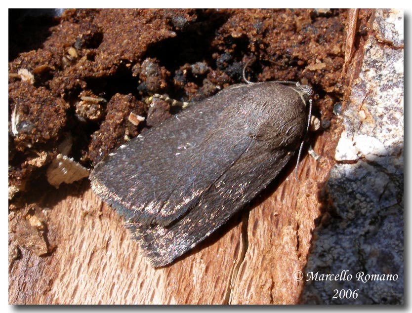 Amphipyra tetra (Lepidoptera, Noctuidae)